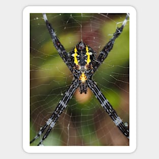 Female Hawaiian garden spider Argiope appensa Sticker